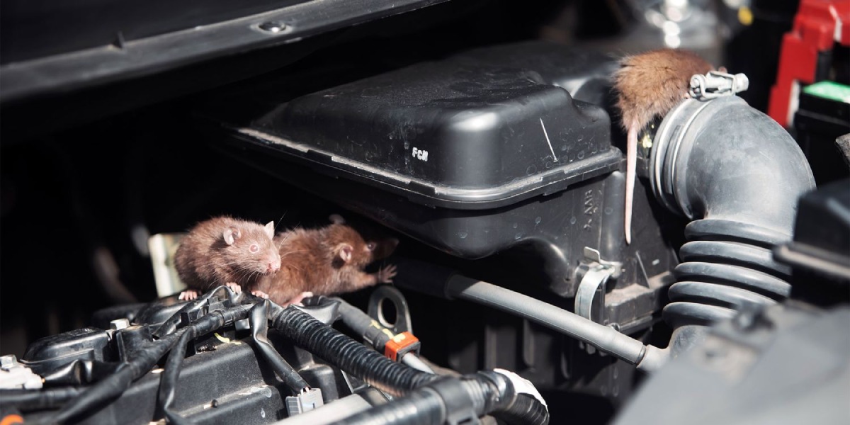 Does auto insurance cover rodent damage 