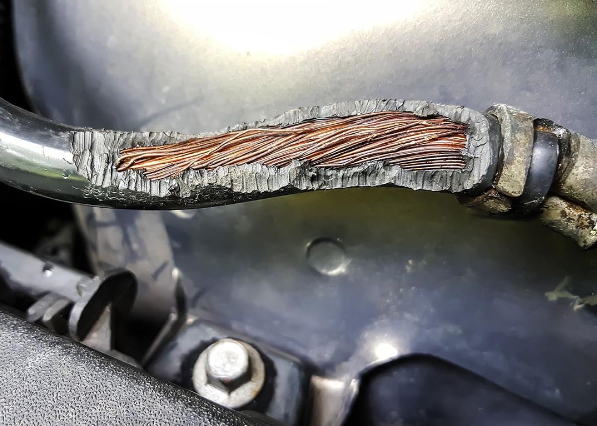 Does auto insurance cover rodent damage 