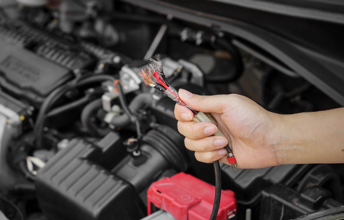 Does auto insurance cover rodent damage 