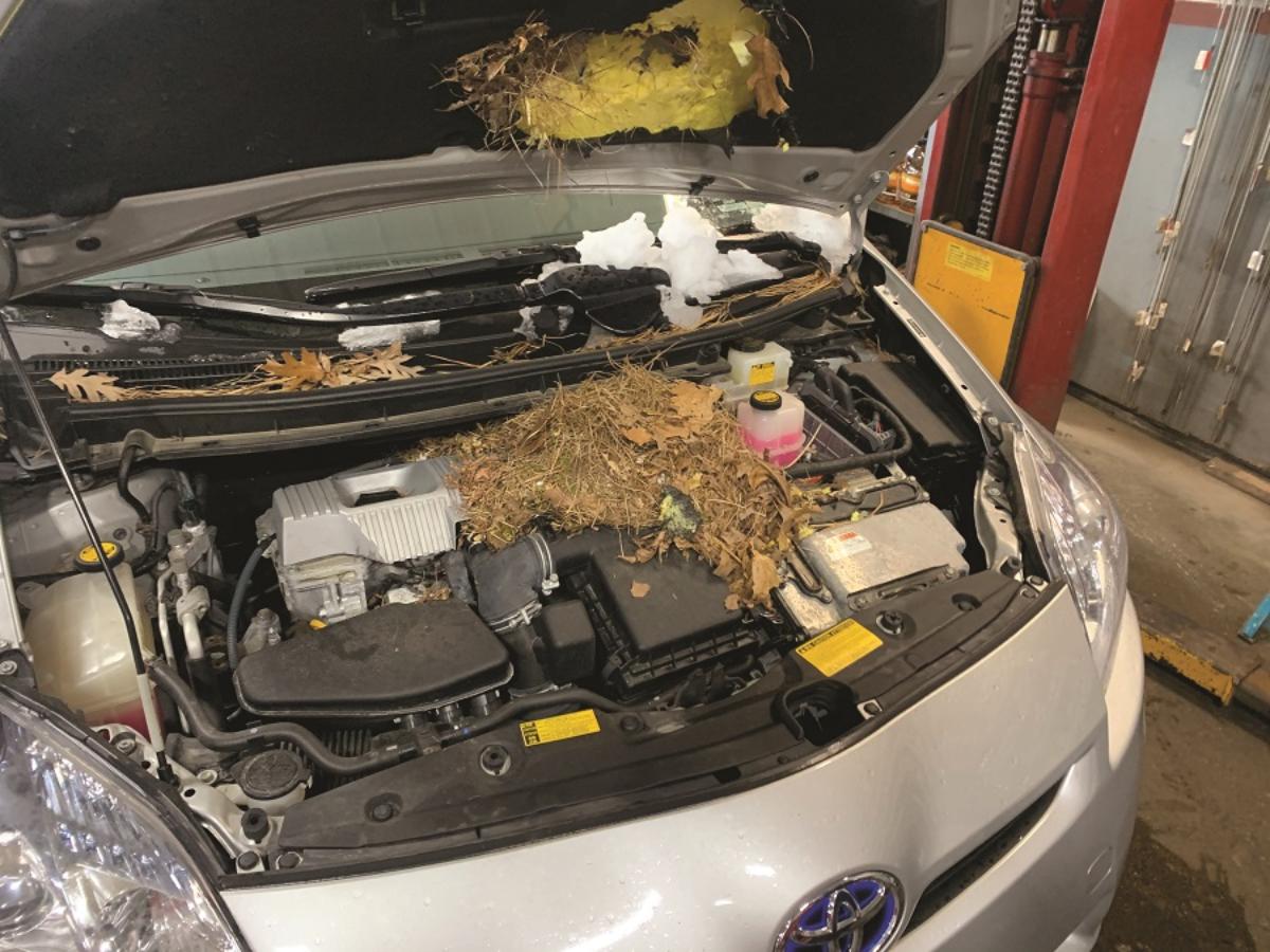 Does auto insurance cover rodent damage 