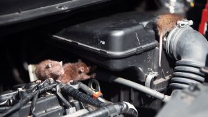 Does auto insurance cover rodent damage