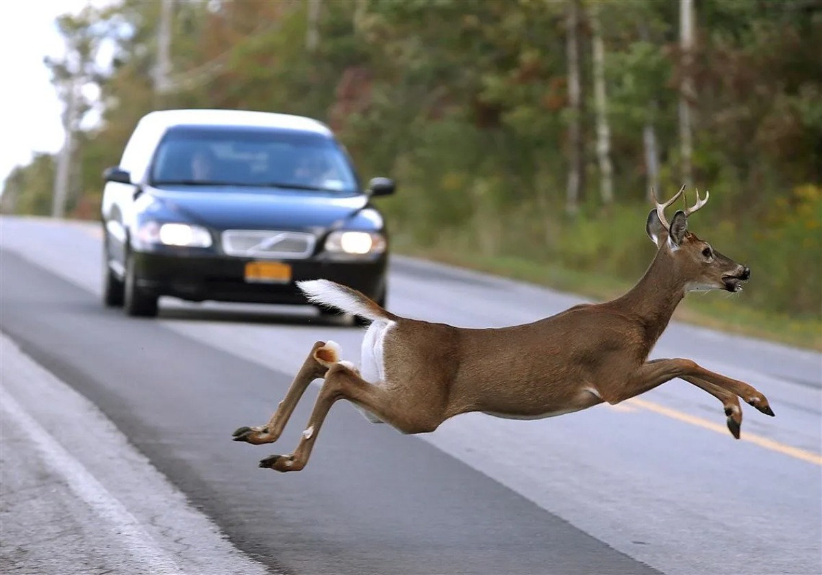 What to do if I hit a deer