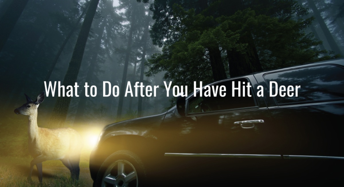 What to do if I hit a deer