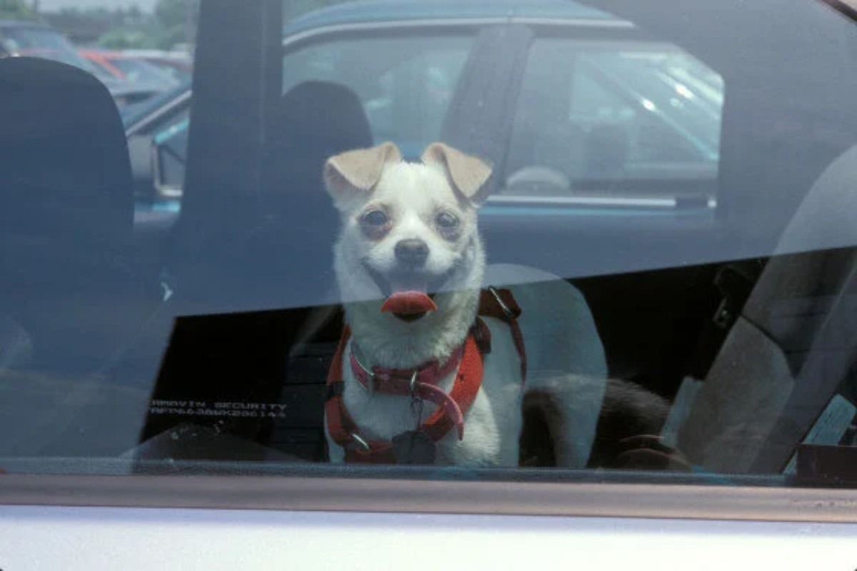 Hot Car Safety Tips