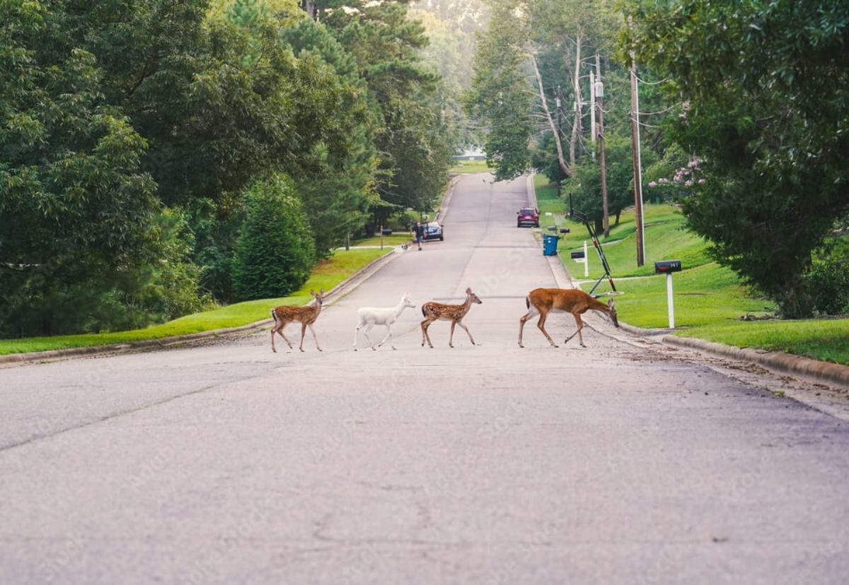 Michigan Car Insurance